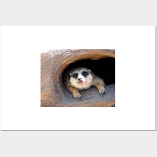 Meerkat posing from a Tree Stump Posters and Art